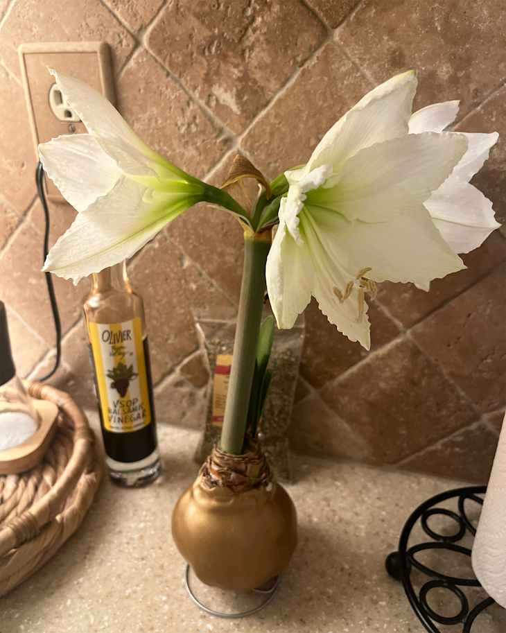 White amaryllis in bloom.