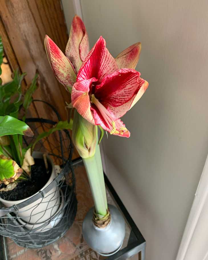 Variegated red and white amaryllis.