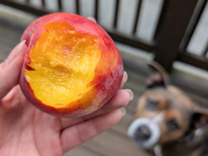 A hand holding a partially eaten peach with a dog in the background.