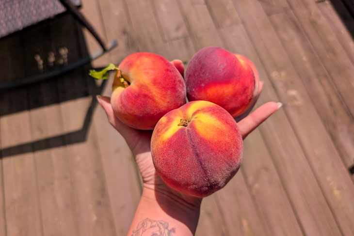 Three ripe peaches held in a hand.
