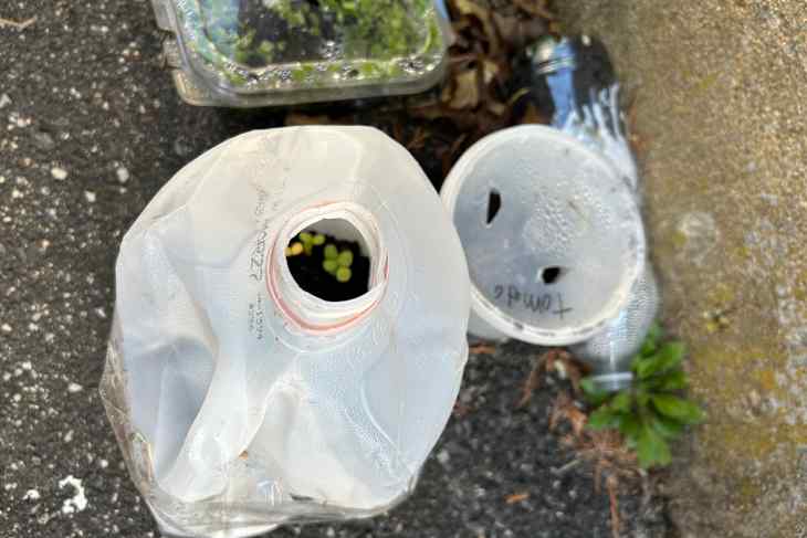 Seedlings in milk jug.