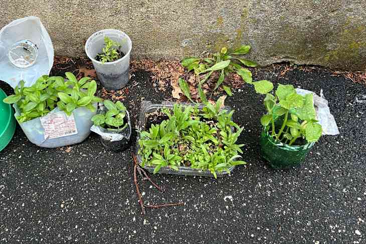 Seedlings growning in plastic containers.