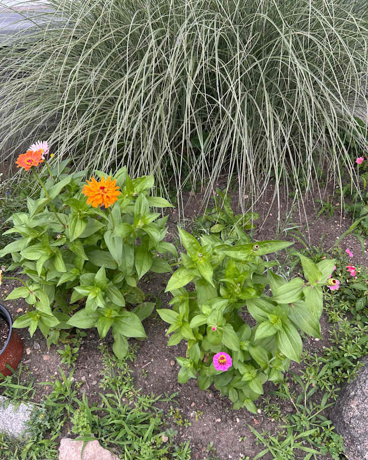 Zinnias growing in garden.