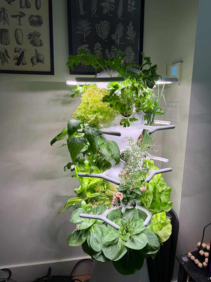 Lettuce growing in farmstand nook system.