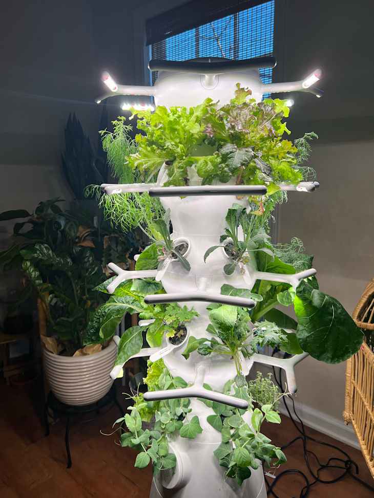 Lettuce growing in farmstand nook system.