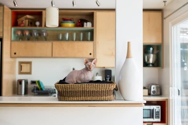 Hairless cat sitting in a wicker basket on a kitchen counter with modern decor and wooden cabinets.