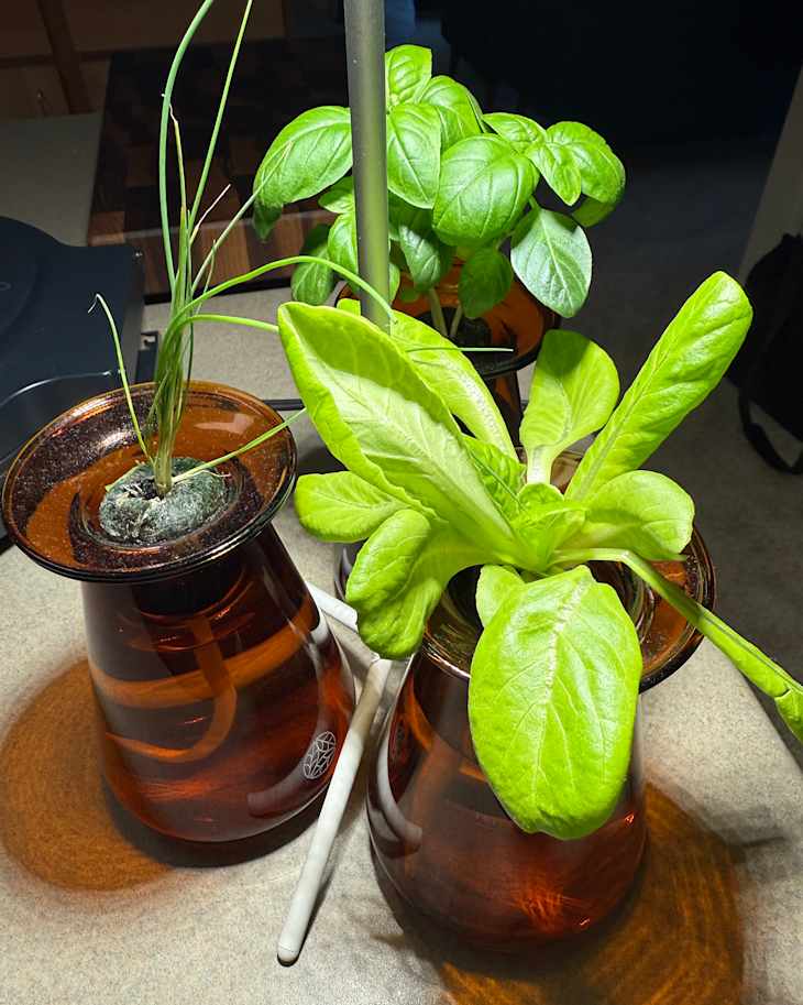 Plants growing out of Counterstand Set.