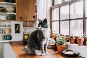 The Best Cat Food for Picky Eaters, According to a Vet