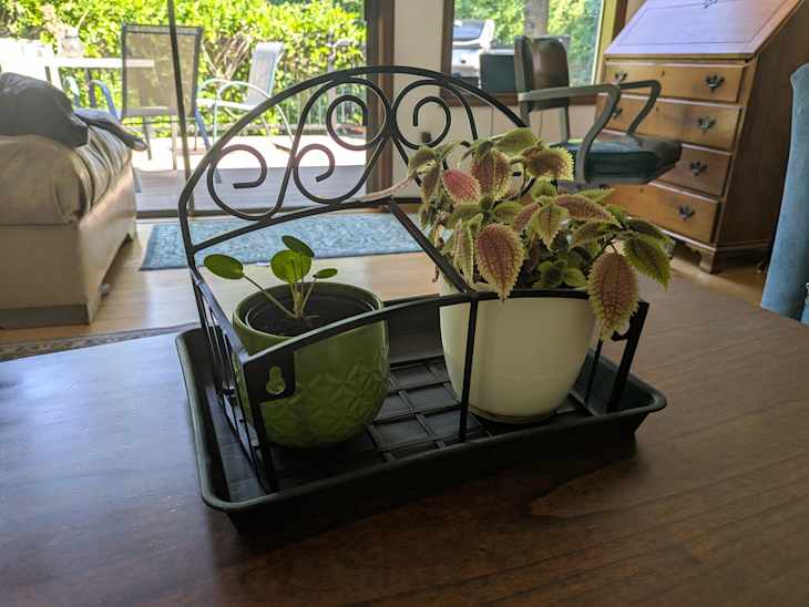 Plants in hose holder.
