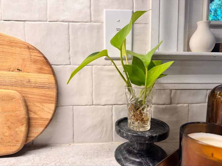 House plant in thrifted cut glass.