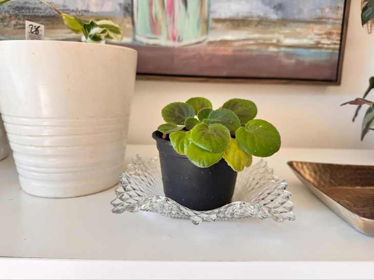 House plant in thrifted cut glass dish.