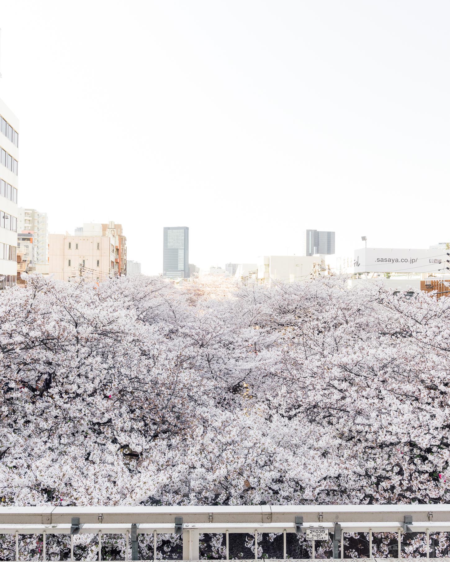 Discovering Tokyo in the Height of Sakura Season: An Essential Addition to Your Bucket List
