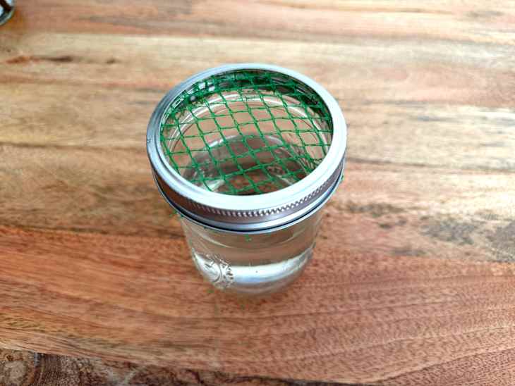 A glass jar filled with water, topped with a green mesh lid, resting on a wooden surface.